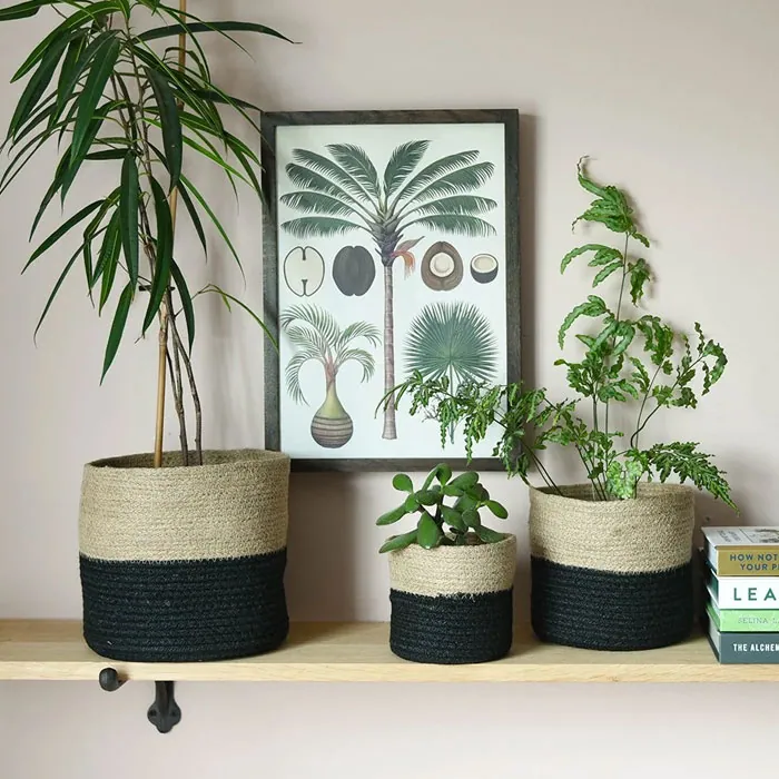 Jute Planters
